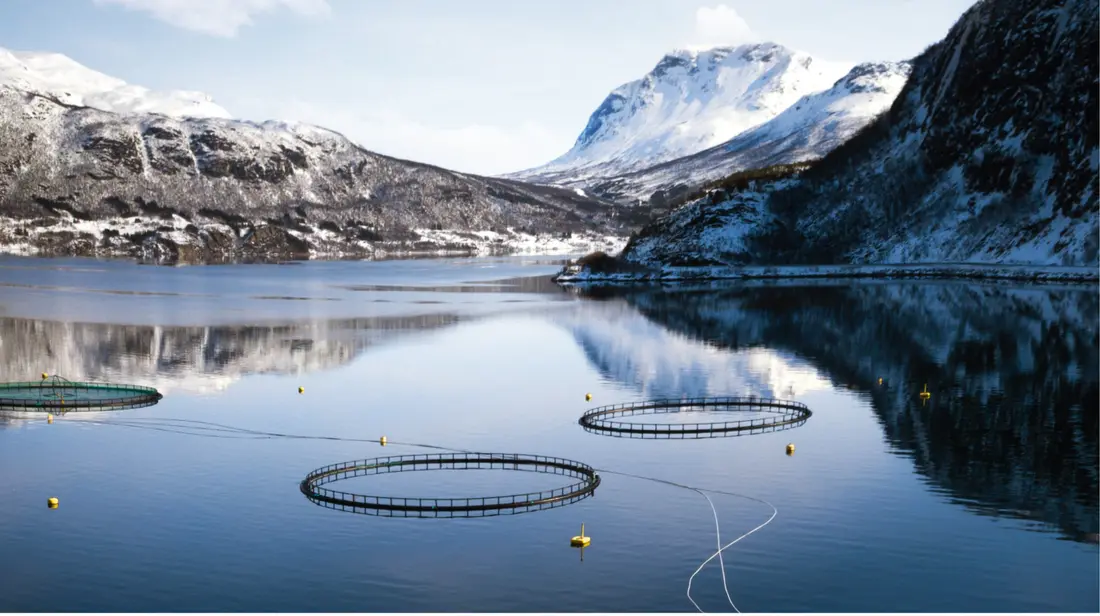 Merder i stille fjord